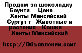 Продам за шоколадку “Баунти“ › Цена ­ 100 - Ханты-Мансийский, Сургут г. Животные и растения » Кошки   . Ханты-Мансийский